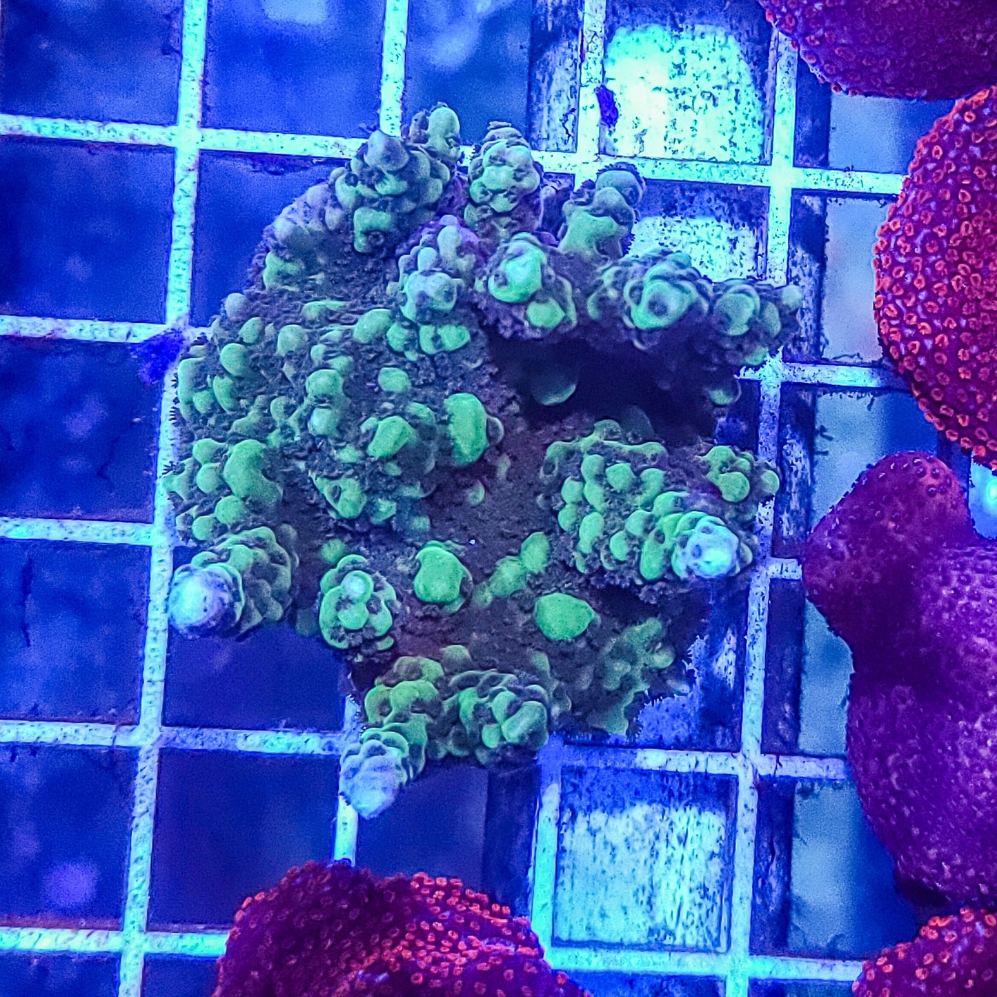 Montipora:  Branching Montipora Q22 2