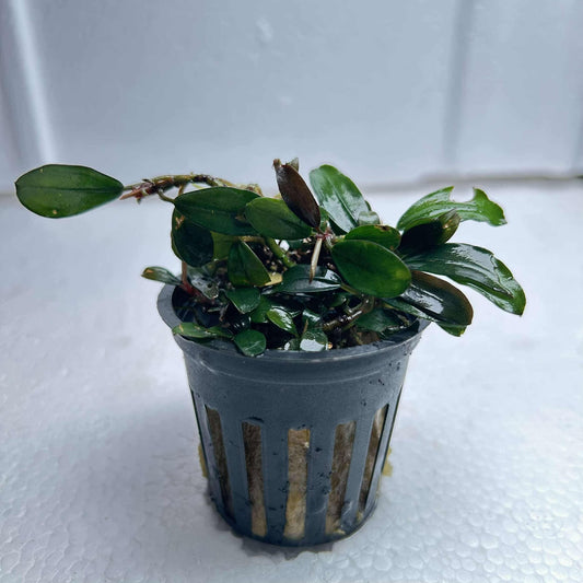 Bucephalandra Brownie Blue:  Pot