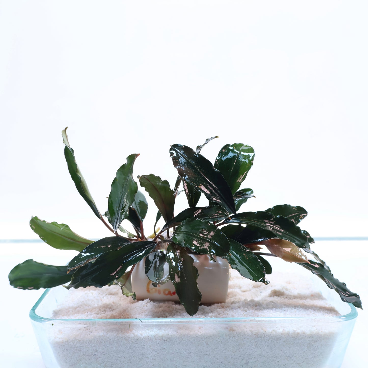 Bucephalandra Giant:  Loose