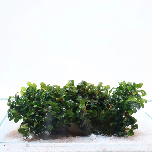 Bucephalandra Green Wavy: On Driftwood