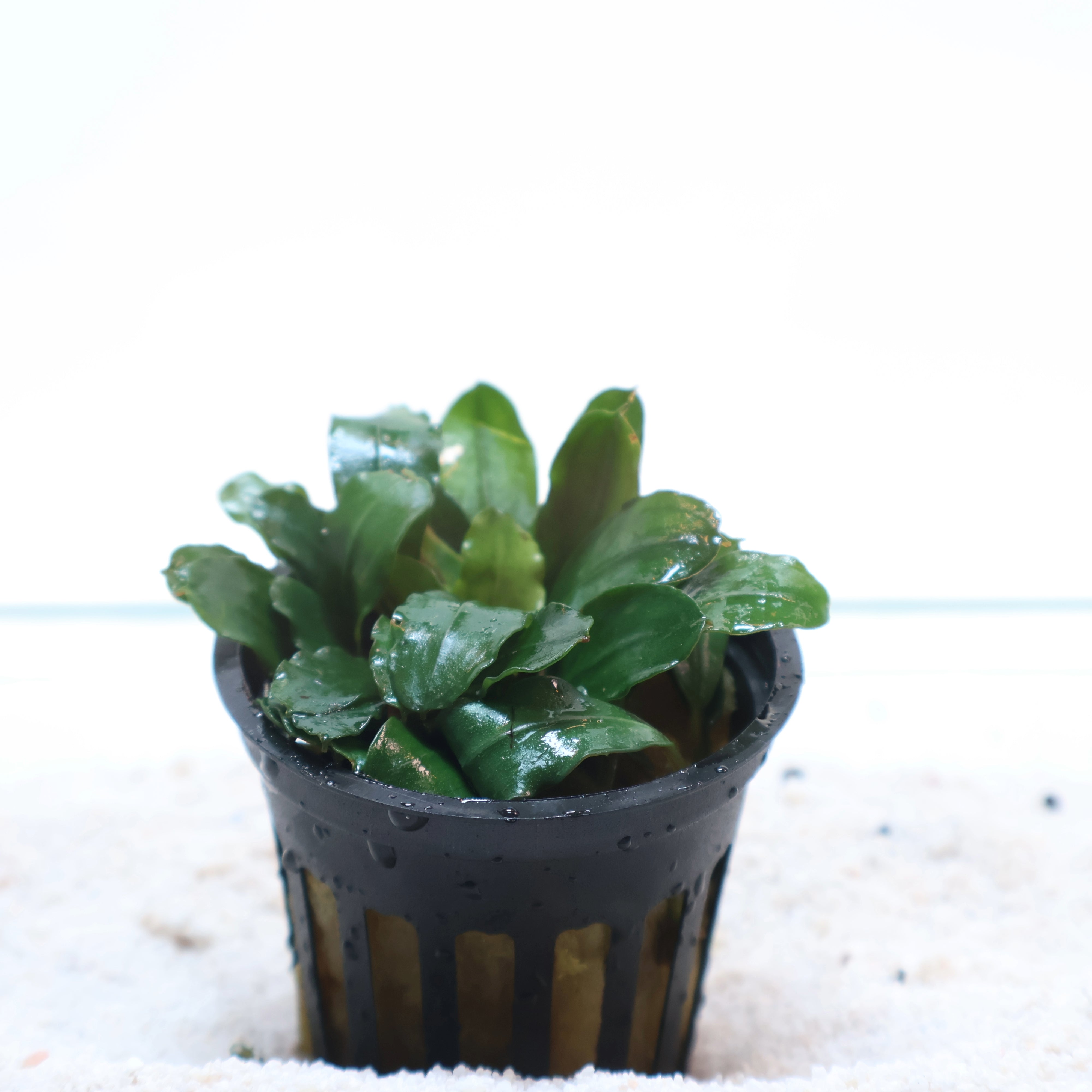 Bucephalandra Kedagang Round: Pot – Sanctuary Aquatics