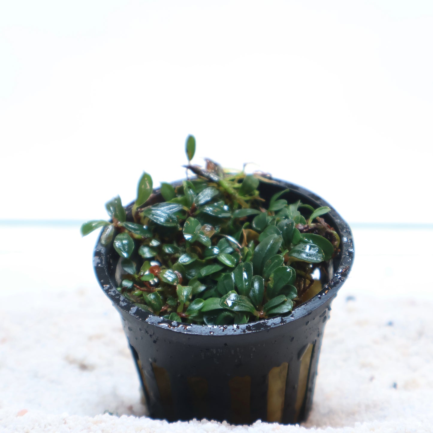 Bucephalandra Lamandau Mini Purple:  Pot