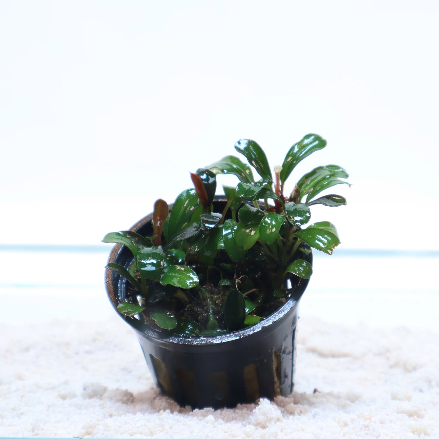 Bucephalandra Mini Coin : Pot