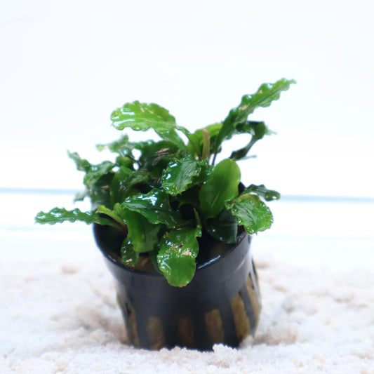 Bucephalandra Red Blade : Pot