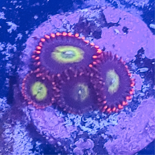 Zoanthid:  Circus  023 3C