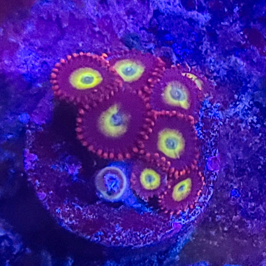 Zoanthid:  Circus  023 2G