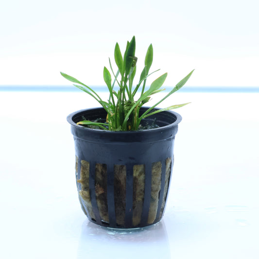 Cryptocoryne Parva : Pot