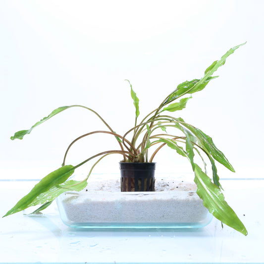 Cryptocoryne Sri Lanka: Pot