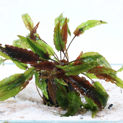 Cryptocoryne Tropica: Pot