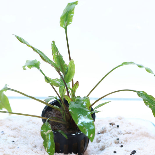 Cryptocoryne Undulata: Pot