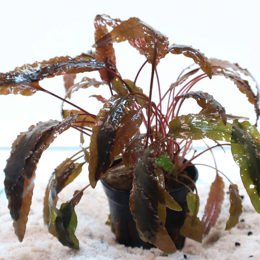 Cryptocoryne Wendtii Brown: Pot