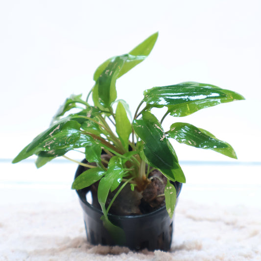 Cryptocoryne Wendtii Green: Pot