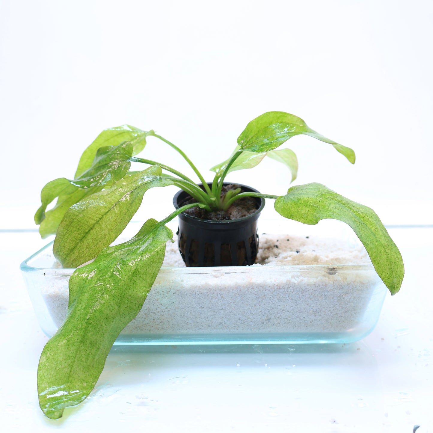 Echinodorus Marble Queen Sword: Pot