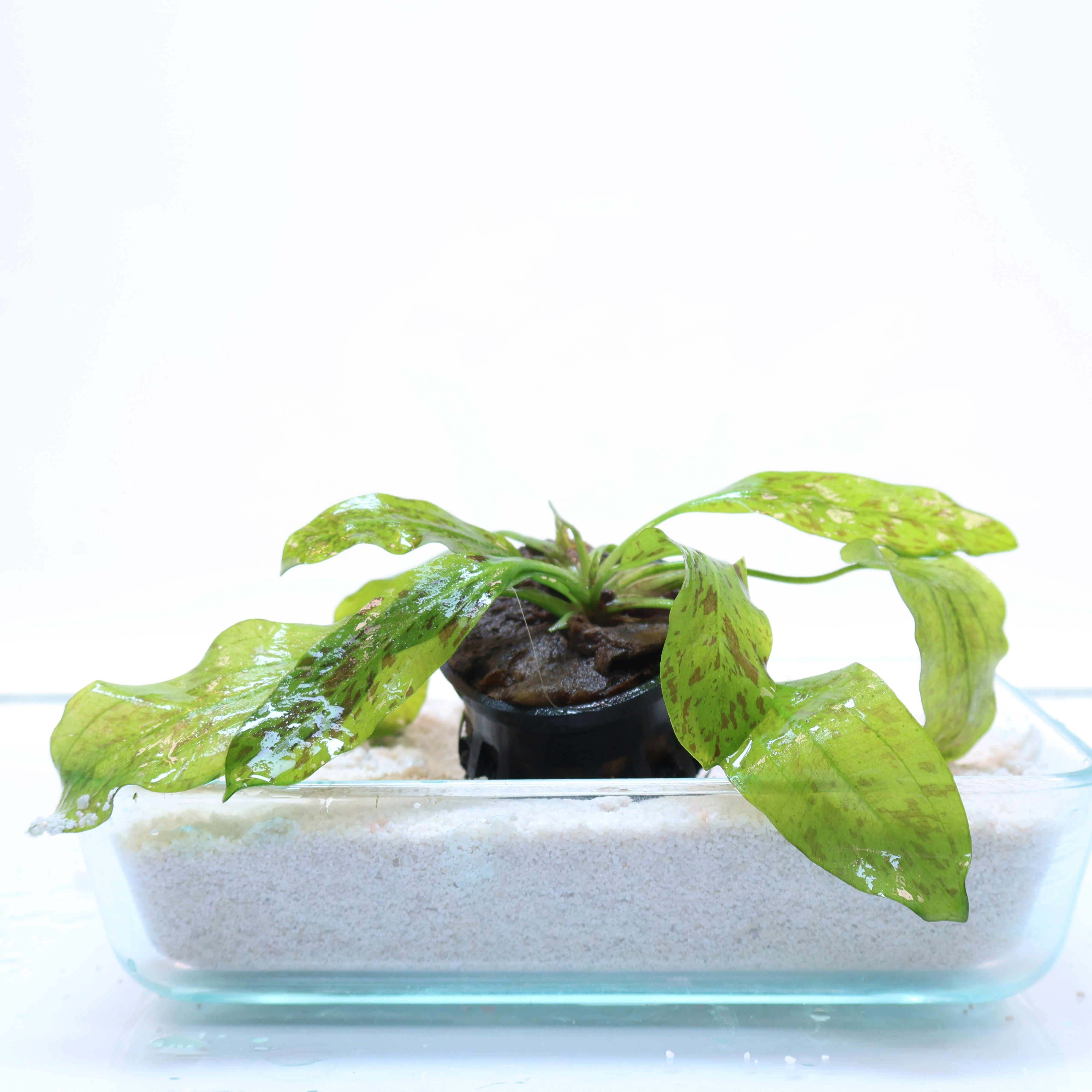 Echinodorus Ozelot Green Sword : Pot – Sanctuary Aquatics