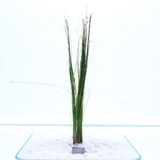 Eleocharis Vivipara Umbrella Hair Grass: Lead Bunch