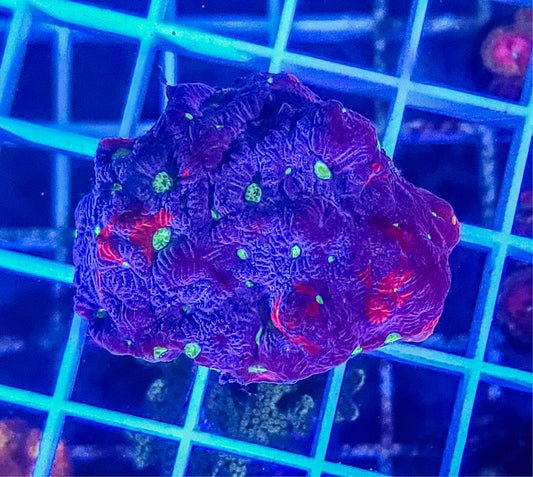 Favia:  War Coral Favia Q73 3