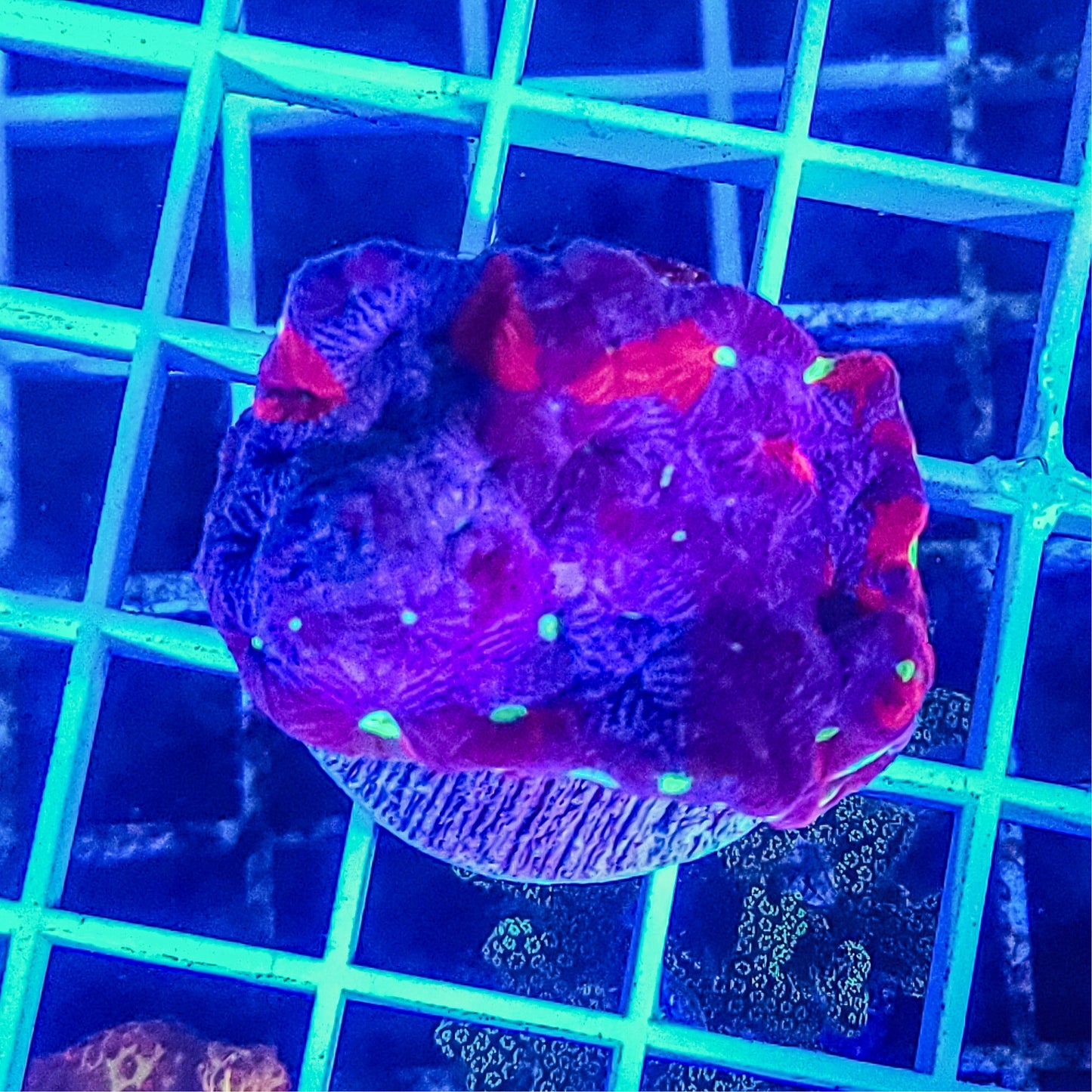 Favia:  War Coral Favia Q73 9