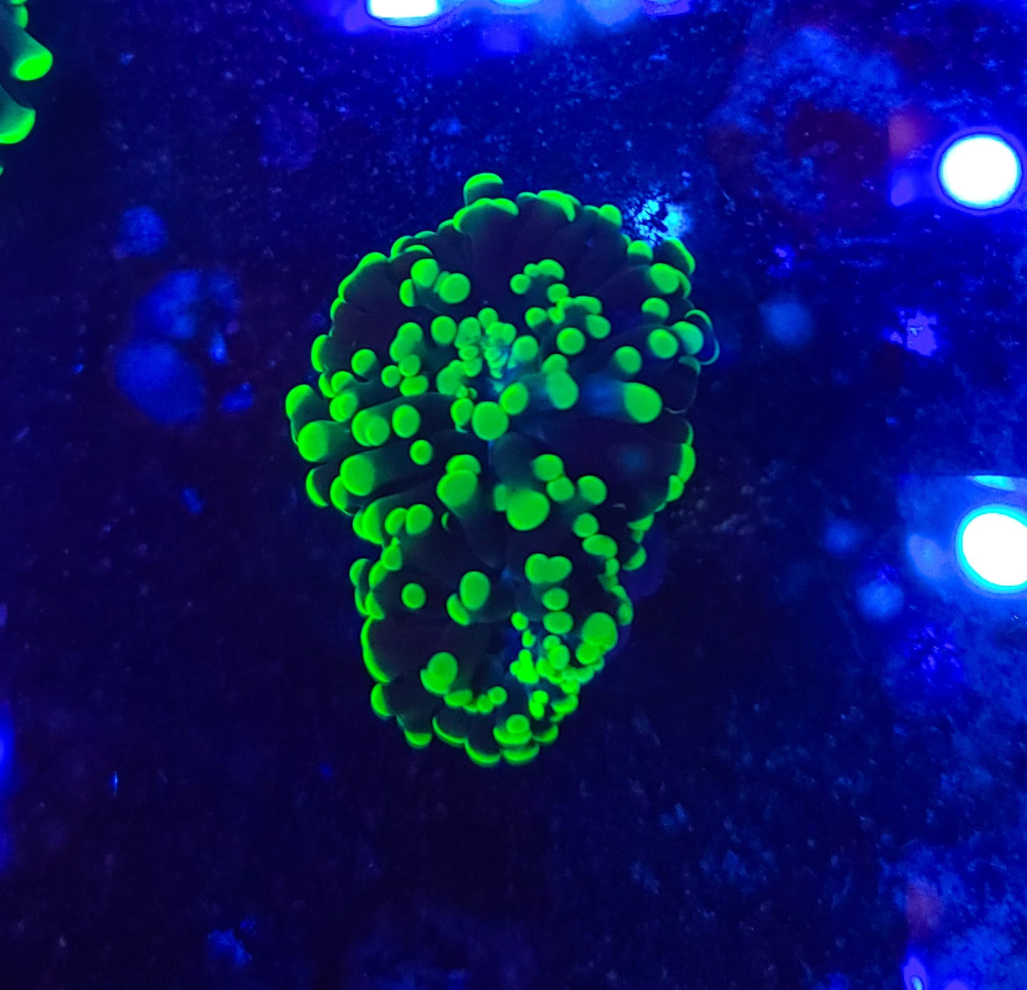 Frogspawn G10