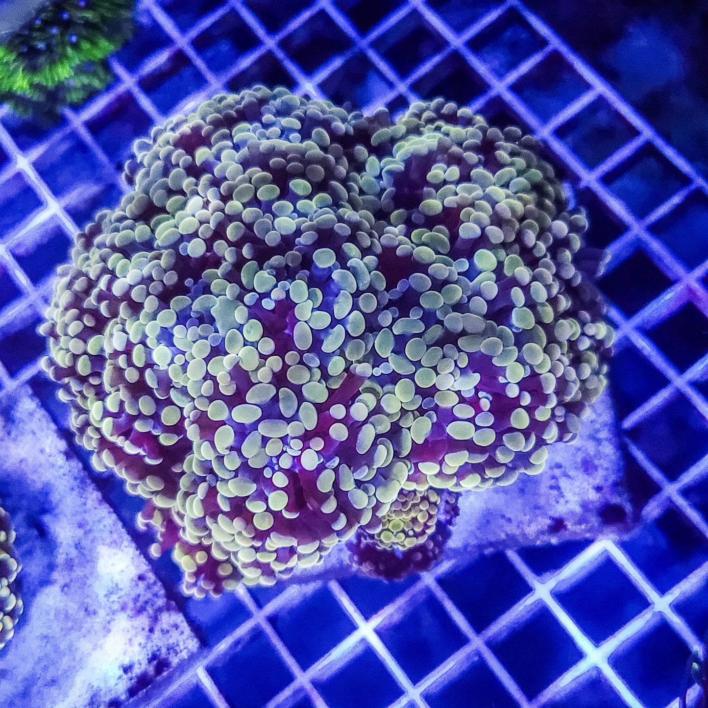 Frogspawn Q21 2