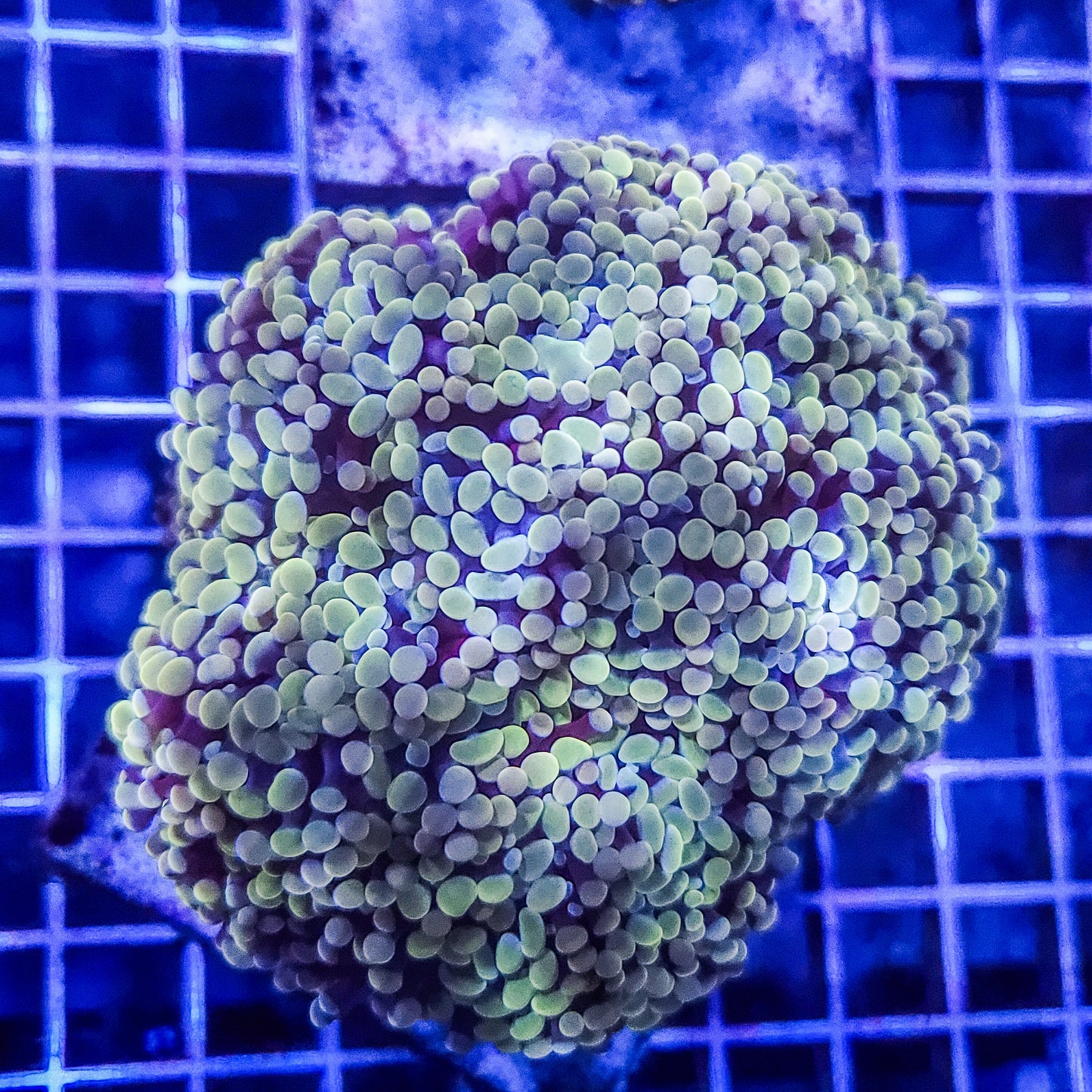 Frogspawn Q21 4