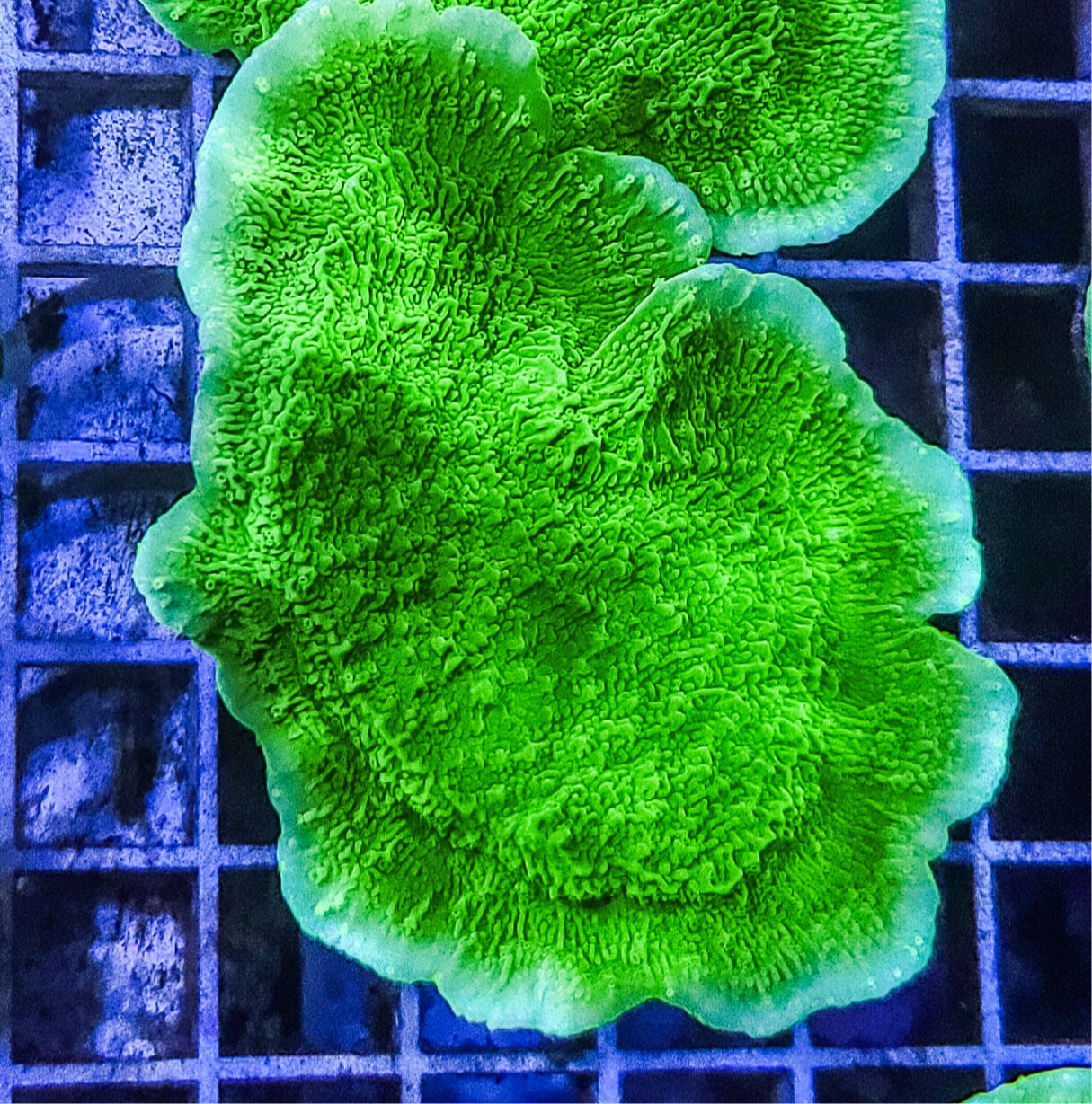 Montipora:  Green Cap Q22 2