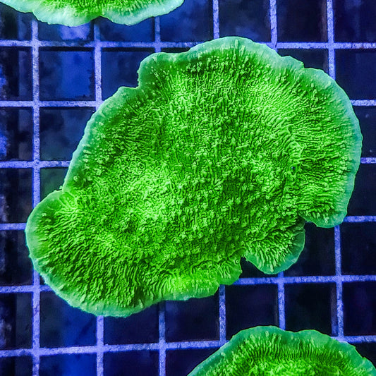 Montipora:  Green Cap Q22 4