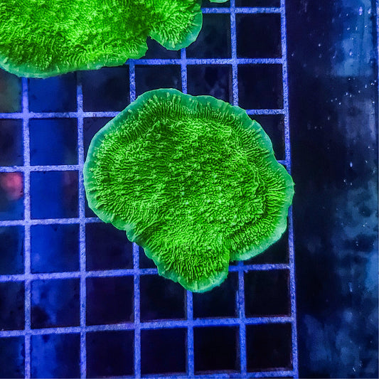 Montipora:  Green Cap Q22 5