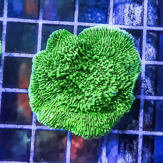 Montipora:  Green Cap Q22 6