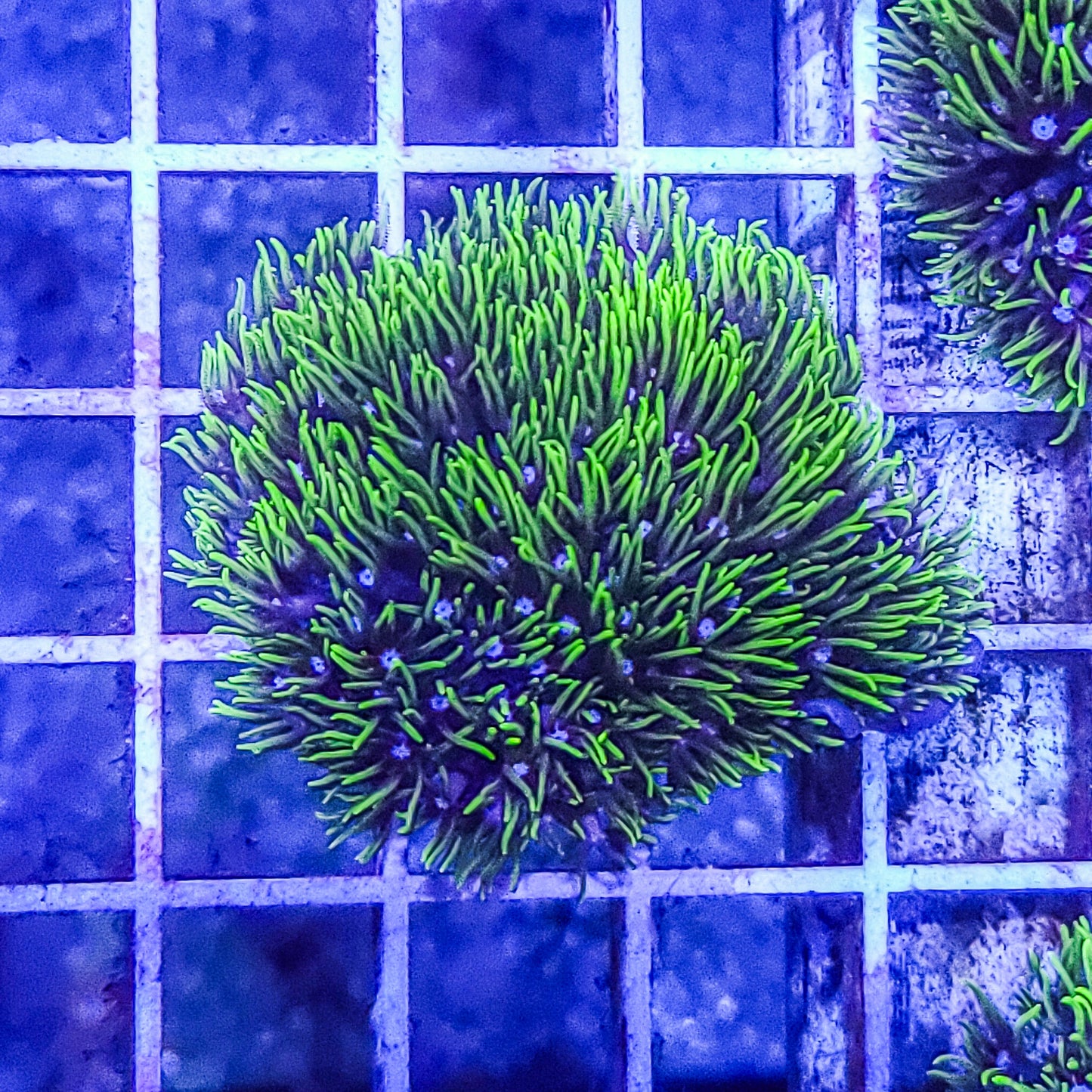 Green Star Polyps:  Q21