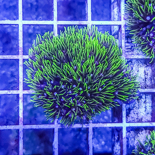 Green Star Polyps:  Q21