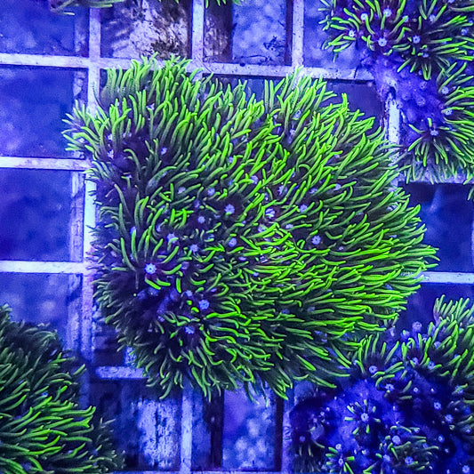 Green Star Polyps:  Q21 5