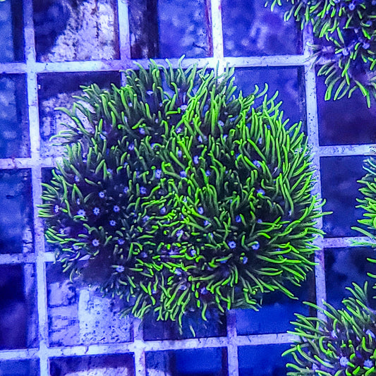 Green Star Polyps:  Q22