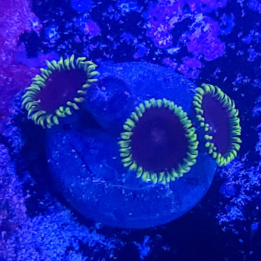 Zoanthid:  Joker 023 3B