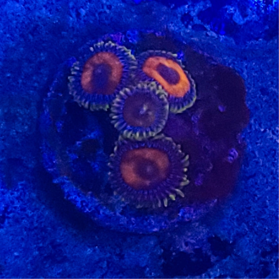 Zoanthid:  Las Vegas 022 9G