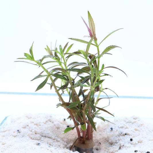 Limnophila Aromatica:  Lead Bunch