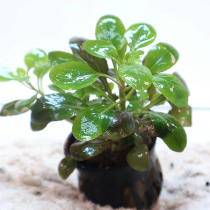 Lobelia Cardinalis:  Pot