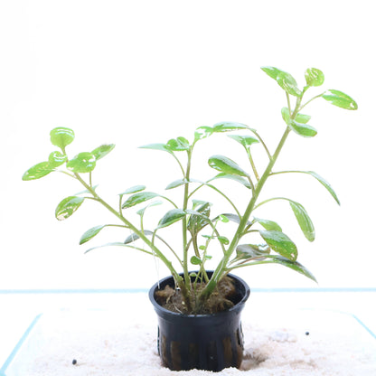 Lobelia Cardinalis:  Pot