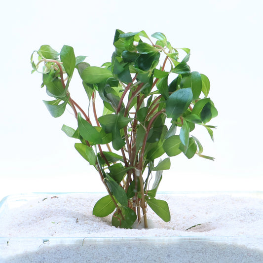 Ludwigia Repens:  Lead Bunch