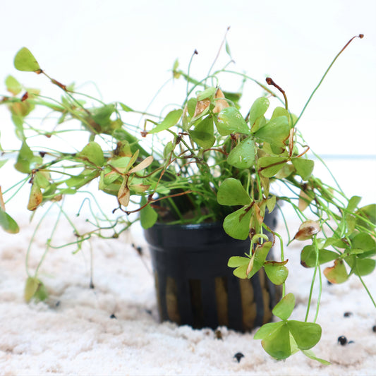 Marsilea Crenata:  Pot