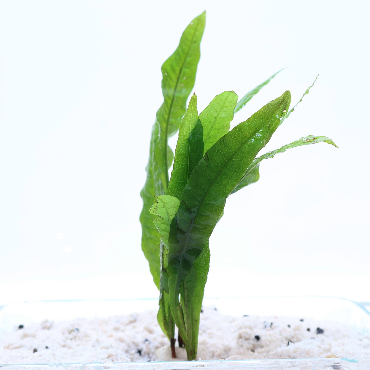 Microsorum Pteropus Java Fern:  Lead Bunch