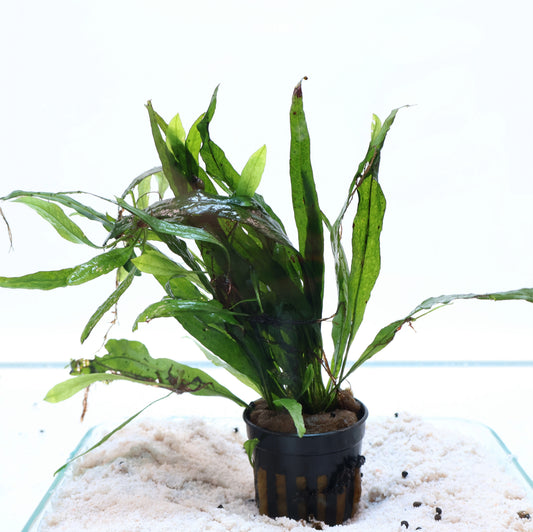 Microsorum Pteropus Narrow Java Fern:  Pot