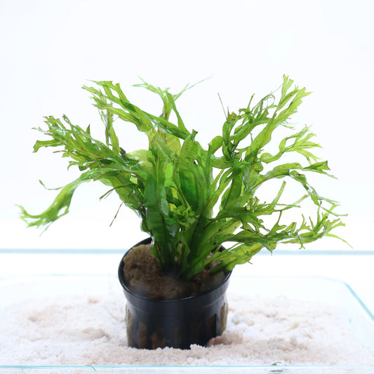 Microsorum Pteropus Windelov Java Fern:  Pot