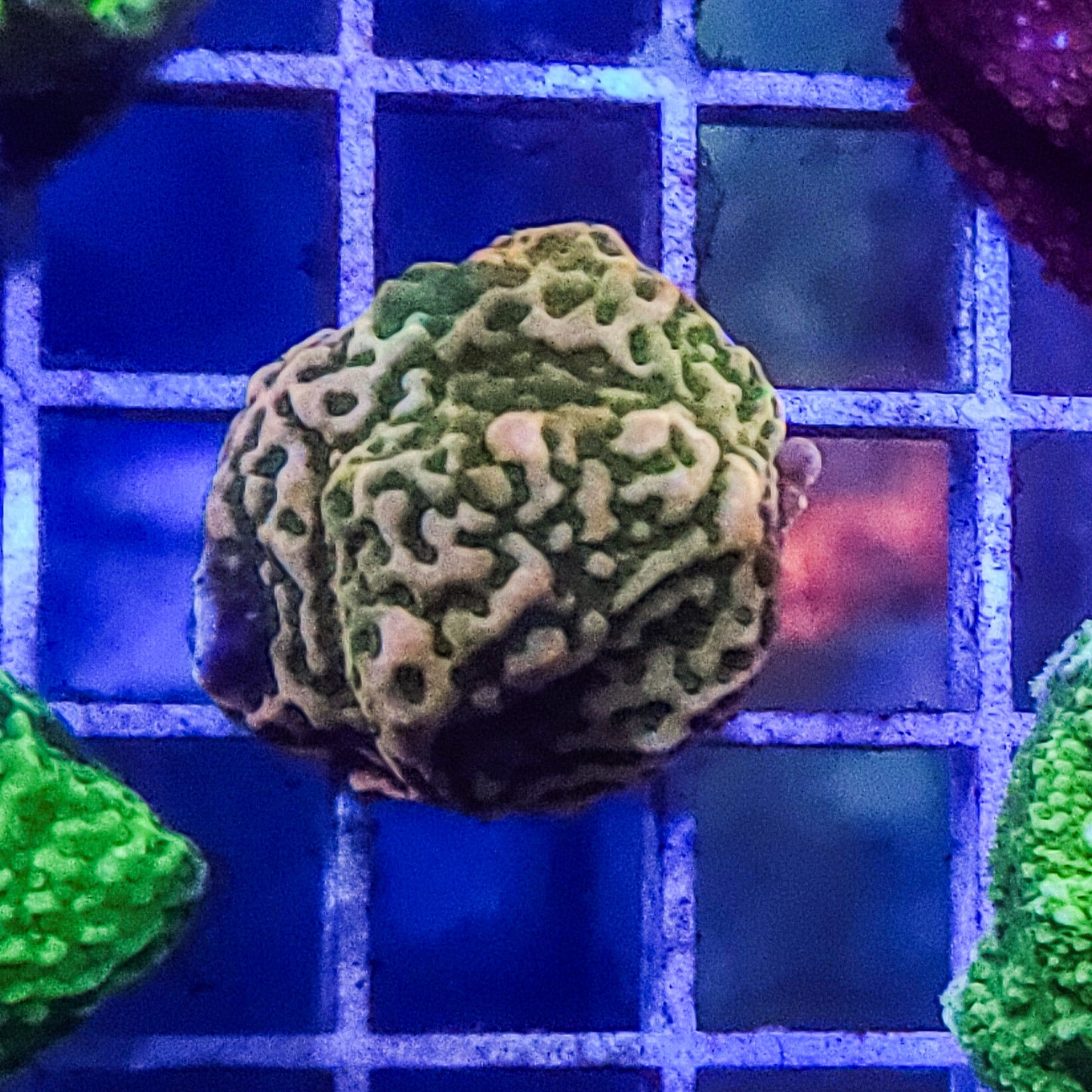 Montipora:  Molten Green Q22 11