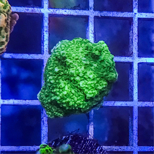 Montipora:  Green Q22 13