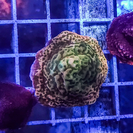 Montipora:  Molten Green Q22 14