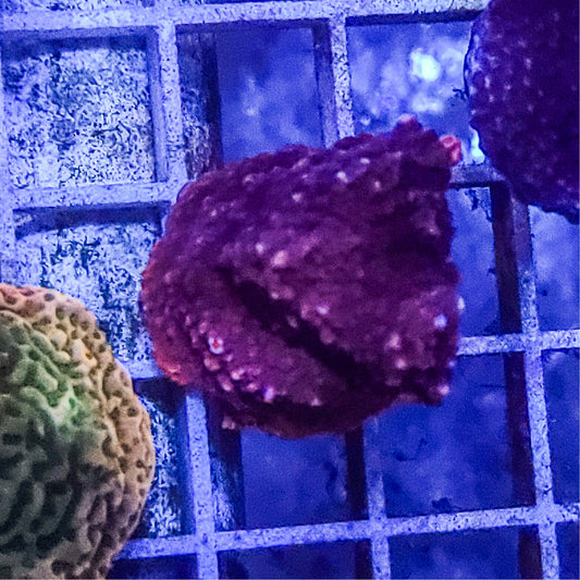 Montipora:  Purple Q22 15