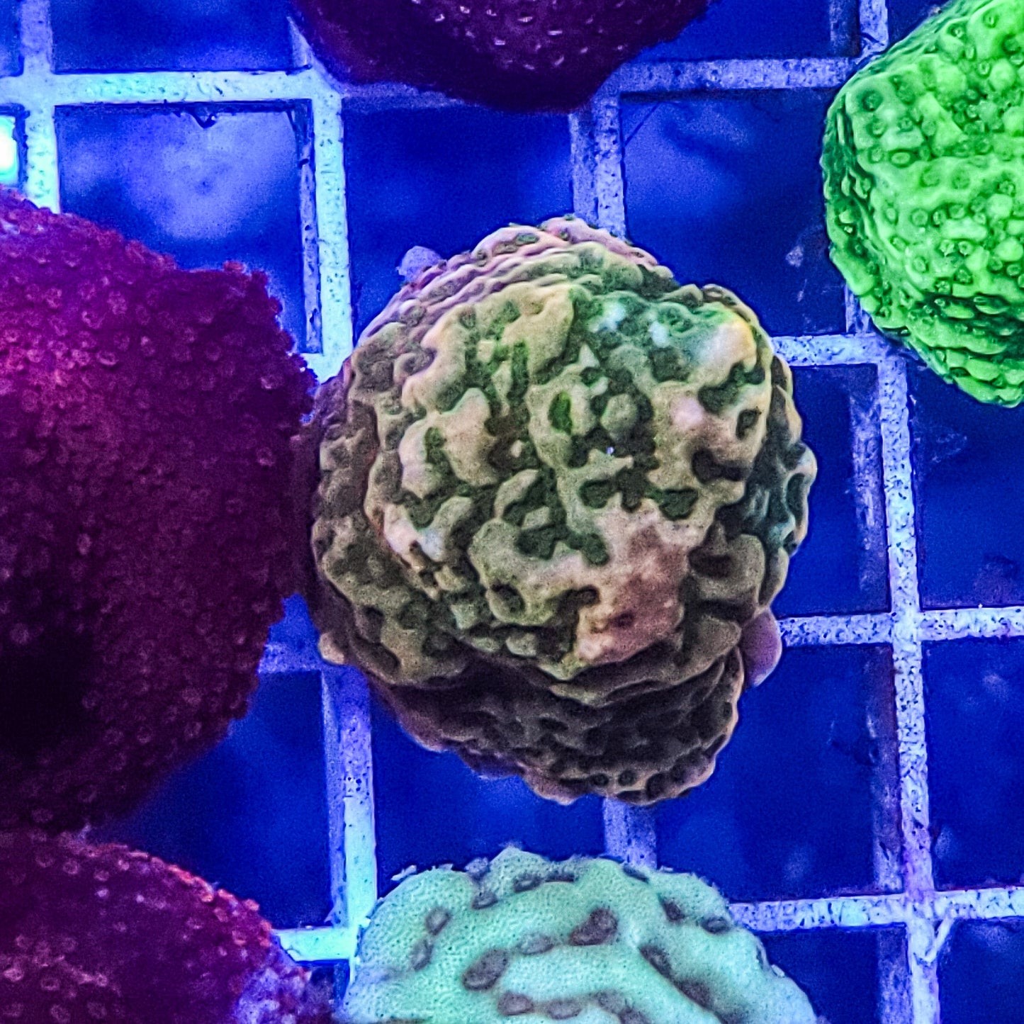 Montipora:  Molten Green Q22 18