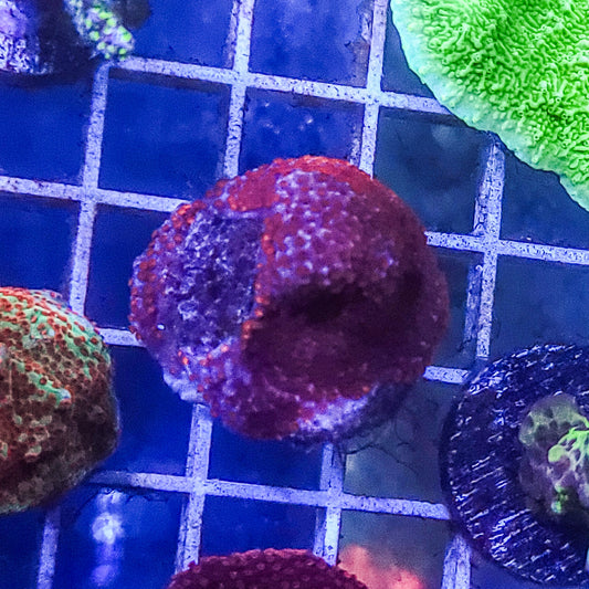 Montipora:  Purple Q22 3