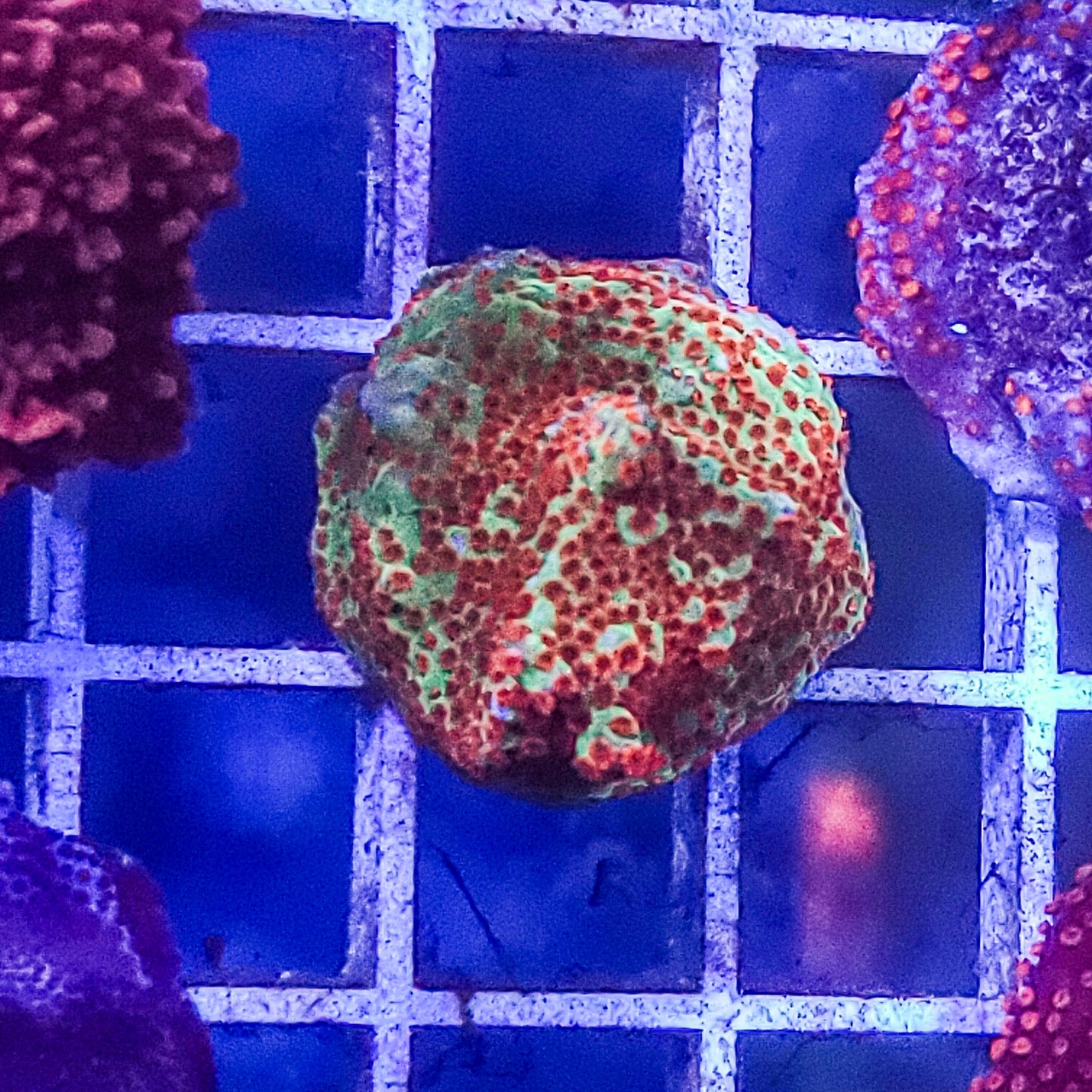 Montipora:  Chili Pepper Q22 5