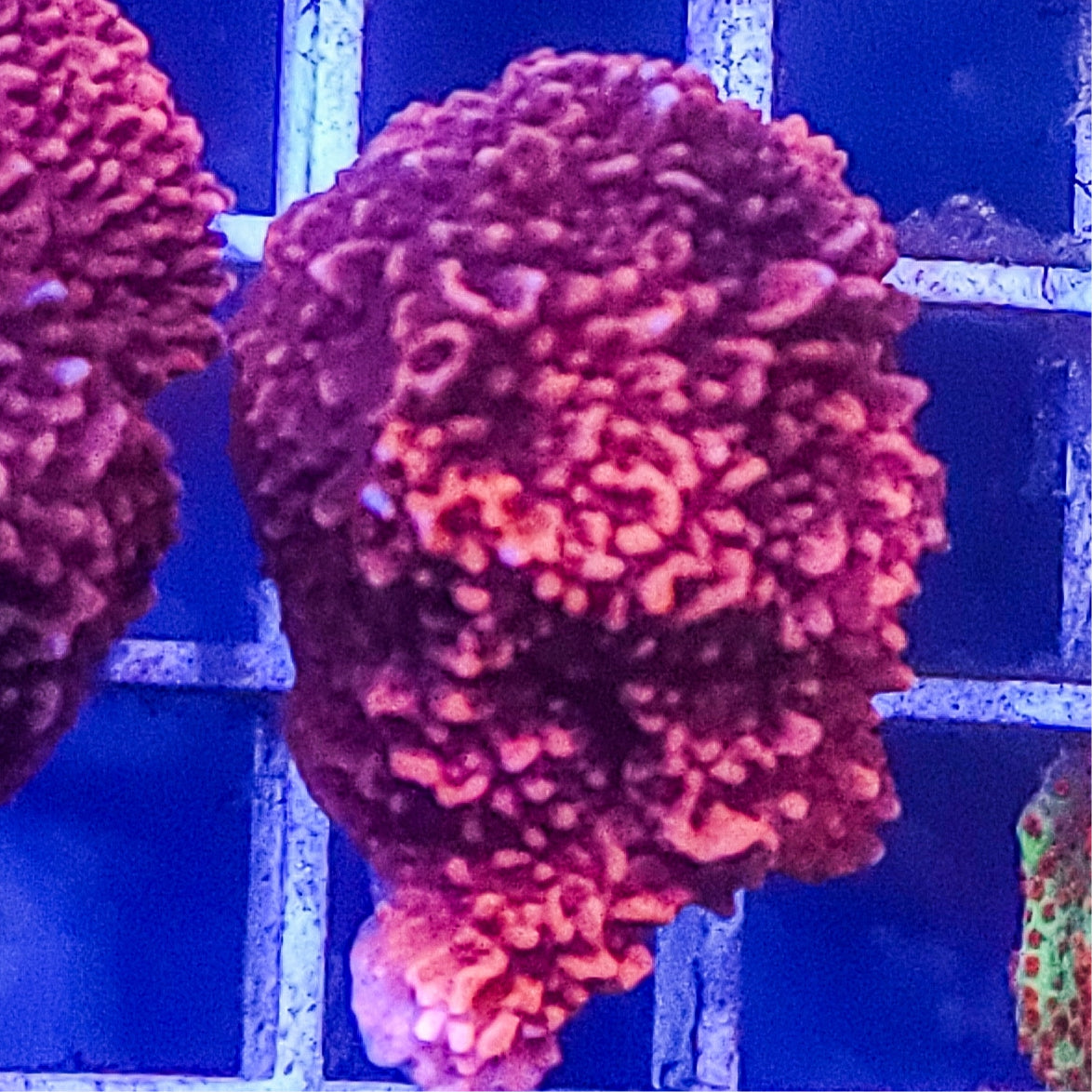 Montipora:  Red Cap Q22 6